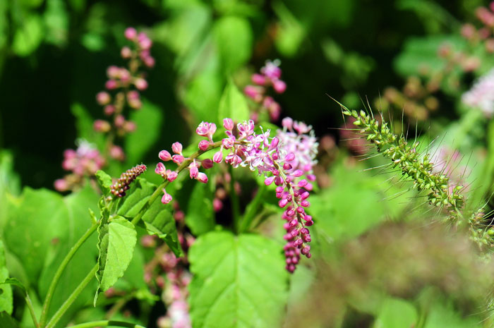 Rivina humilis, Rougeplant